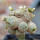 BLOSSFELDIA spec., grafted seedling
