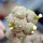 BLOSSFELDIA spec., grafted seedling