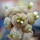 BLOSSFELDIA spec., grafted seedling