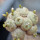 BLOSSFELDIA spec., grafted seedling