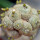 BLOSSFELDIA spec., grafted seedling