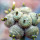 BLOSSFELDIA spec., grafted seedling