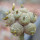 BLOSSFELDIA spec., grafted seedling