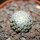 MAMMILLARIA breviplumosa GCG 12500, Mapimi, Dgo. Mex., seedling