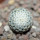 MAMMILLARIA breviplumosa GCG 12500, Mapimi, Dgo. Mex., seedling