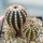 UEBELMANNIA pectinifera var. pectinifera RNK 18, one pot of seedlings