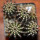 UEBELMANNIA pectinifera var. pectinifera HU 106 (type form), one pot of seedlings
