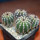 UEBELMANNIA pectinifera var. pectinifera HU 106 (type form), one pot of seedlings