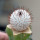 MAMMILLARIA perezdelarosae ssp. andersoniana f. nova long spines GCG 12621, Guanajuato, grafted 