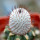 MAMMILLARIA perezdelarosae ssp. andersoniana f. nova long spines GCG 12621, Guanajuato, grafted 