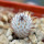 MAMMILLARIA perezdelarosae ssp. andersoniana f. nova long spines GCG 12621, Guanajuato, seedling