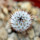 MAMMILLARIA perezdelarosae ssp. andersoniana f. nova long spines GCG 12621, Guanajuato, seedling