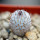 MAMMILLARIA perezdelarosae ssp. andersoniana f. nova long spines GCG 12621, Guanajuato, seedling