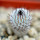 MAMMILLARIA perezdelarosae ssp. andersoniana f. nova long spines GCG 12621, Guanajuato, seedling