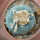 LOPHOPHORA williamsii var. fricii, San Pedro, seedling 