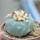 LOPHOPHORA williamsii var. fricii, San Pedro, seedling 