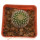 UEBELMANNIA gummifera f. tall plants RNK 102/14, seedling