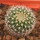 UEBELMANNIA gummifera f. tall plants RNK 102/14, seedling