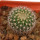 UEBELMANNIA gummifera f. tall plants RNK 102/14, seedling