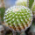 UEBELMANNIA gummifera RNK 25/2023 (HU 282, type), 1060 m., Penha de Franca, clone 3, grafted