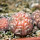 GYMNOCALYCIUM ragonesei f. roseiflorum, 3 x seedlings