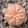 GYMNOCALYCIUM ragonesei f. roseiflorum, seedling