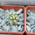 PYGMAEOCEREUS bieblii, 3 x seedlings