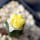 AZTEKIUM valdezii f. aurea spiralis GCG 10893, grafted