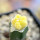 AZTEKIUM valdezii f. aurea spiralis GCG 10893, grafted