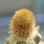 BRACHYCEREUS nesioticus clone F, grafted offset