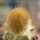 BRACHYCEREUS nesioticus clone F, grafted offset