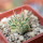 EUPHORBIA meloformis f. variegata, rooted offset