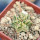 EUPHORBIA meloformis f. variegata, rooted offset