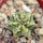 EUPHORBIA meloformis f. variegata, rooted offset