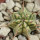 EUPHORBIA meloformis f. variegata, rooted offset