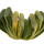 HAWORTHIA truncata f. variegata, illustrative photo