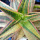 ALOE cv. Christmas Carol f. variegata, illustrative photo