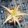 ALOE cv. Christmas Carol f. variegata