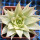 HAWORTHIA luteorosae f. variagata
