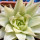 HAWORTHIA luteorosae f. variagata