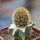 BRACHYCEREUS nesioticus clone P4, grafted offset