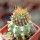 JASMINOCEREUS thouarsii var. sclerocarpus 