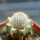 MAMMILLARIA perezdelarosae ssp. andersoniana f. longispina yelow spines GCG 12621, clone 2