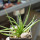 AGAVE albopilosa, pot 6,5 cm, clone A, mother offset