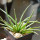 AGAVE albopilosa, pot 6,5 cm, clone A, mother offset