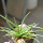 AGAVE albopilosa, pot 6,5 cm, clone A, mother offset