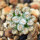 MAMMILLARIA bertholdii GCG 10006, San Pedro de Quichapa, Oax., 1,5cm SEEDLING