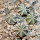 AZTEKIUM hintonii var. minor GCG 13116, S of Río San José, NL., 6,5 cm pot, 4x SEEDLINGS