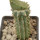 PSEUDOLITHOS caput-viperae, pot 7 cm, grafted offset