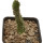 PSEUDOLITHOS dodsonianus, 5 cm pot, rooted offset